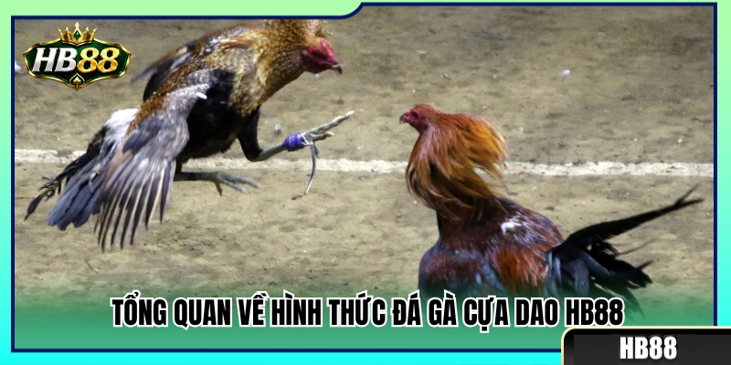 Đá Gà Cựa Dao HB88 – Những Lưu Ý Khi Theo Trận Tốc Độ 2 Khái quát sức hút của đá gà cựa dao HB88