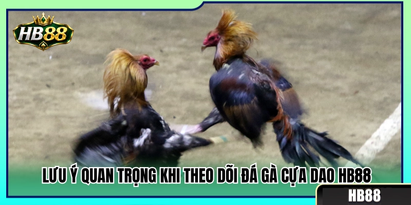 Đá Gà Cựa Dao HB88 – Những Lưu Ý Khi Theo Trận Tốc Độ 3 Những điểm cốt lõi cần nhớ khi xem đá gà cựa dao HB88