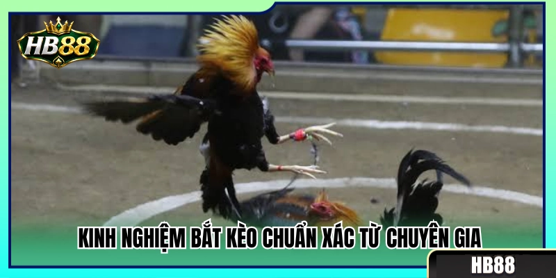 Đá Gà Cựa Dao HB88 – Những Lưu Ý Khi Theo Trận Tốc Độ 4 Bí quyết soi kèo đá gà cựa dao bách phát bách trúng