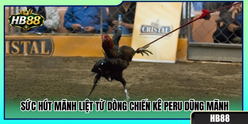Uy lực vượt trội và sức hút từ dòng gà chiến Peru 