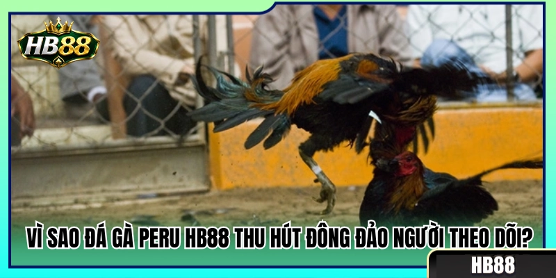Lý do sàn đá gà Peru HB88 luôn đông khách xem 