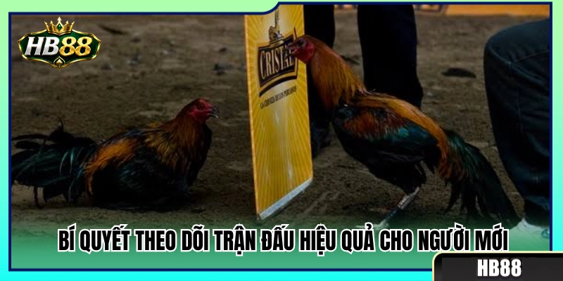 Hướng dẫn xem đá gà trực tuyến chuẩn xác cho tân thủ 