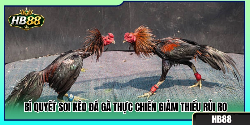 Kèo Đá Gà HB88 – Cách Nhìn Tỷ Lệ Trước Khi Chọn Cửa 4 Mẹo bắt kèo đá gà HB88 an toàn và hạn chế rủi ro