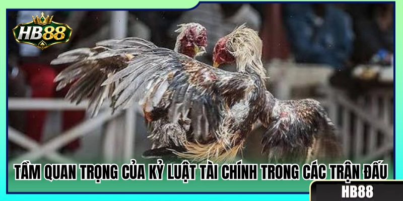 Ý nghĩa của việc giữ vững kỷ luật vốn khi xem chọi gà 