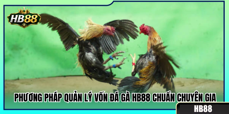 Chiến thuật quản lý vốn đá gà HB88 cực chuẩn 