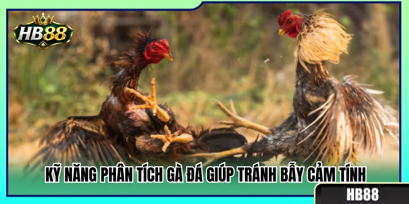 Kỹ năng đánh giá gà chọi chuẩn xác để tránh bẫy tâm lý 